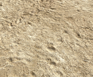 Desert Wasteland ground PBR Pack 4 textures