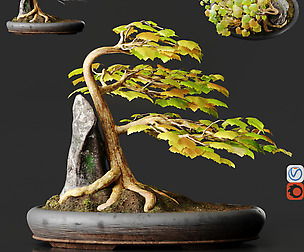 Bonsai No1 Sycamore