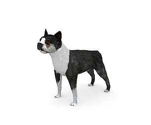 Boston Terrier