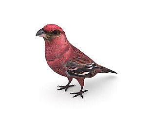 Pine Grosbeak