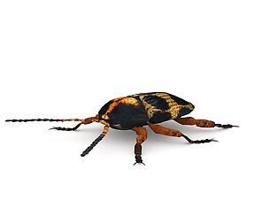 Ten-Spotted Pot Beetle
