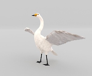 Whooper swan