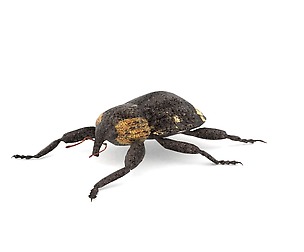 Weevil(Echinodera hypocrita)