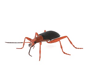 Bombardier Beetle
