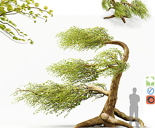 A tree in the wind - Syclamore