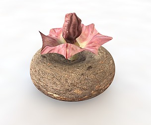 Yam Vegetable