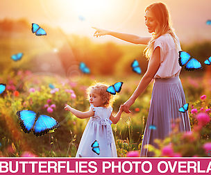 Butterfly Overlay, Butterflies Photoshop overlay
