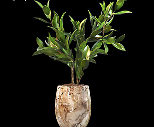 plant_002
