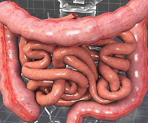 Human Large and Small Intestines