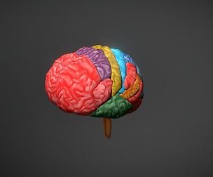 Human Brain