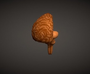 Human Brain