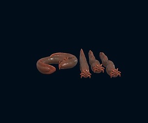 Hag fish