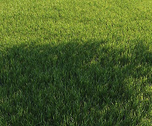 Realistic wild grass v1