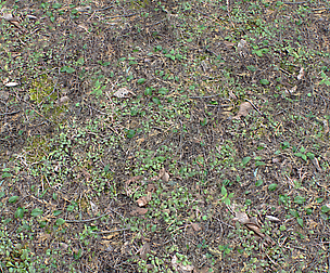 Forest ground PBR Pack 10 Textures