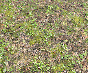 Forest ground PBR Pack 11 Textures