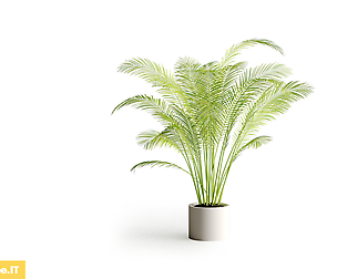 Areca Palm