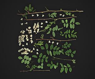 Akacia and Apple tree Foliage atlases