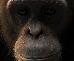 Make CGI Film, Ape + Interior  - Animated & Rigged