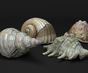 Seashells - Scanned 3D model