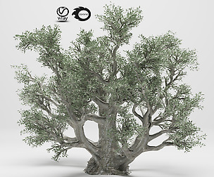 olive tree 110