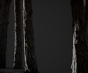 Pine tree trunk photogrammetry - Game ready 8K