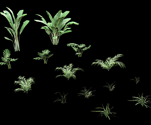 Tropical Plants Pack
