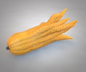 Buddhas Hand Fruit 3D Model