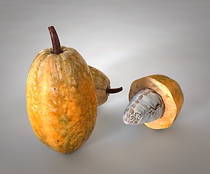 Cocoa fruit 3d Model