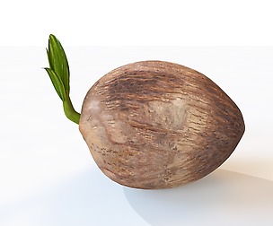 coconut sprout 3D Model