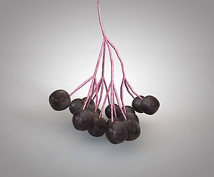 Elderberry 3D Model