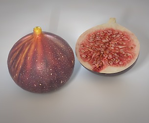 Fig 3D Model