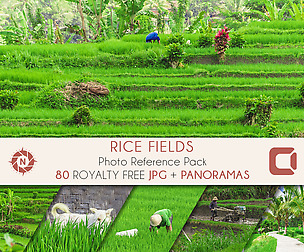 Rice Fields - Photo Reference Pack