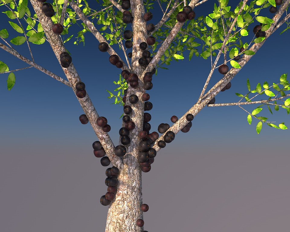 Jabuticaba tree