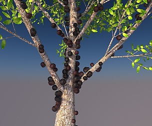Jabuticaba tree