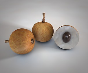 Longan 3D model