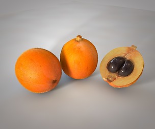 Loquat 3D Model
