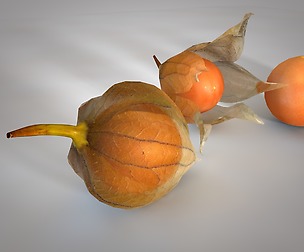 Physalis 3D Model
