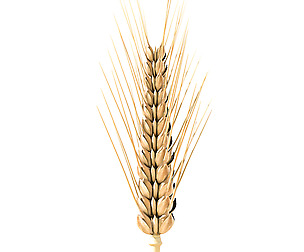 Wheat 3D Model