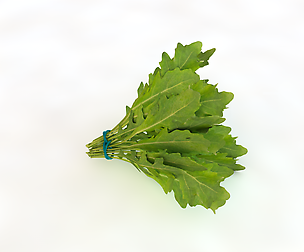 Arugula 3D Model