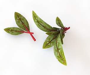 Beet Greens 3D Model