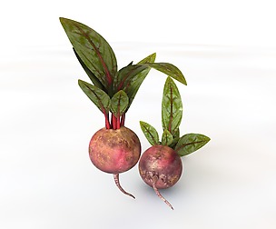 Beetroot 3D Model