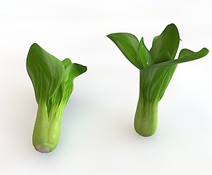Bok Choy 3D Model