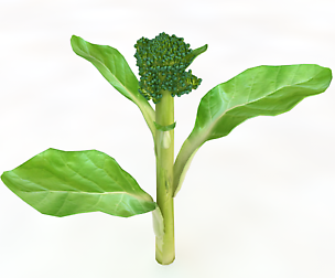 Broccoli Rabe 3D Model