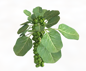 Brussels Sprouts Plant 3D Model