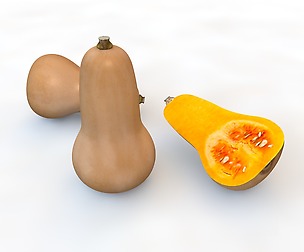 Butternut Squash 3D Model