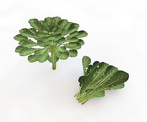 Collard Greens 3D Model