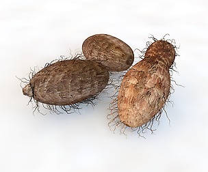 Colocasia _ Taro 3D Model