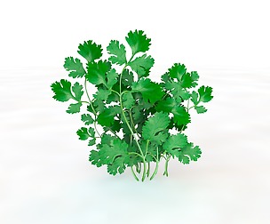 Coriander 3D Model