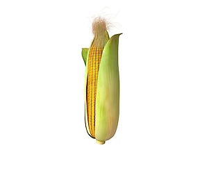 Corn 3D model