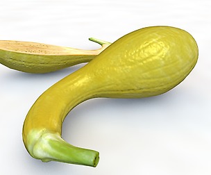 Crookneck Squash 3D Model